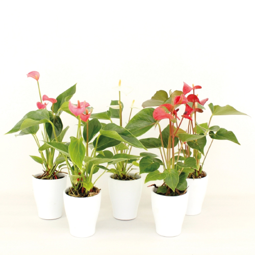 Anthurium - Mini - Voorjaarmix - Rene van Schie - Potplanten