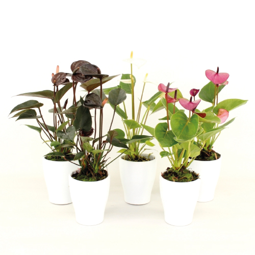 Anthurium - Mini - Wintermix - Rene van Schie - Potplanten