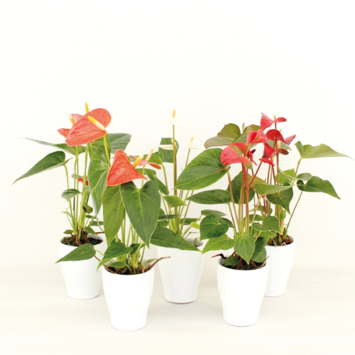 Anthurium - Mini - Zomermix - Rene van Schie - Potplanten