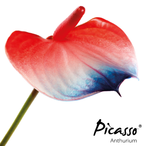 Picasso - Close Frankrijk -Assortiment - René van Schie Potplanten