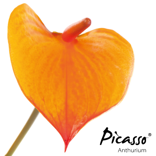 Picasso - Close Orange - Assortiment - René van Schie Potplanten