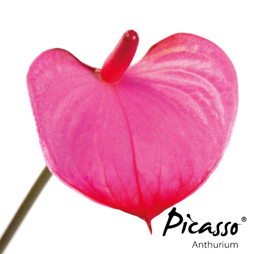 Picasso - Close Pink - Assortiment - René van Schie Potplanten