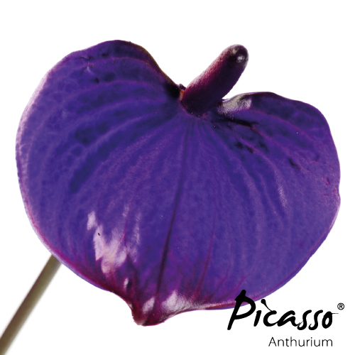 Picasso - Close Purple - Assortiment - René van Schie Potplanten