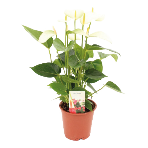 Baby White Assortiment Rene van Schie Potplanten