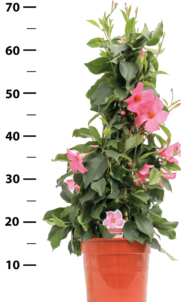 Dipladenia Zuurstok rose Pyramide René van Schie Potplanten 2.0