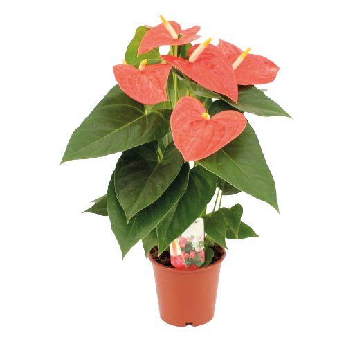 Prince of Orange Assortiment Rene van Schie Potplanten